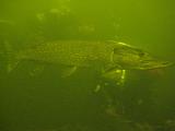 2009-08-01 14-04-06S